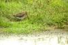 View The Watersnip Album