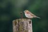 View The diverse vogels Album
