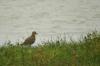 View The diverse vogels Album